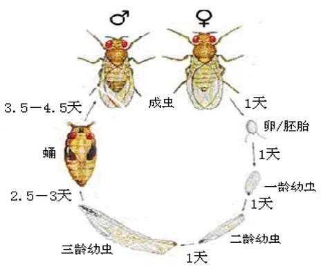 果蝇发育的过程是（果蝇的发育过程属于什么发育）-图3