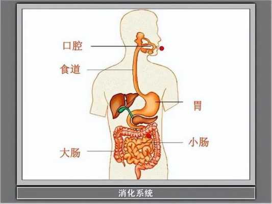 人体食物消化过程（人体食物消化过程视频讲解）-图2