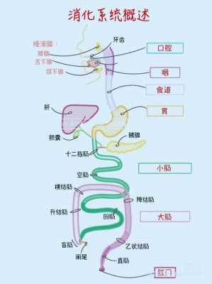 人体食物消化过程（人体食物消化过程视频讲解）-图1