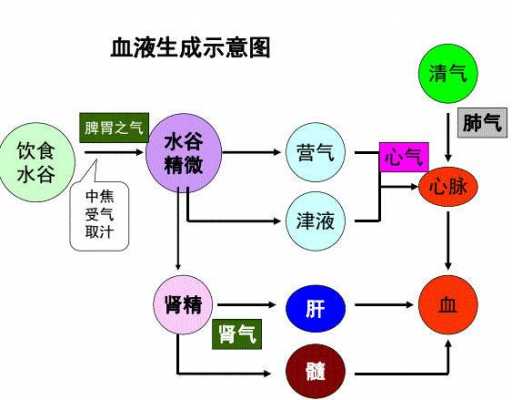 人体血液产生过程（人体血液的产生）-图1