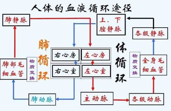 人体血液产生过程（人体血液的产生）-图2