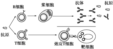 抗原抗体杂交过程（抗原抗体杂交的原理）-图1