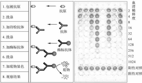 抗原抗体杂交过程（抗原抗体杂交的原理）-图2