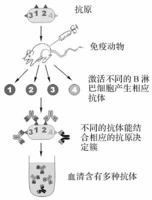 抗原抗体杂交过程（抗原抗体杂交的原理）-图3