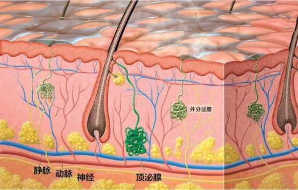 汗腺分泌过程（汗腺分泌部产生的汗液经什么排到皮肤的表面）-图2