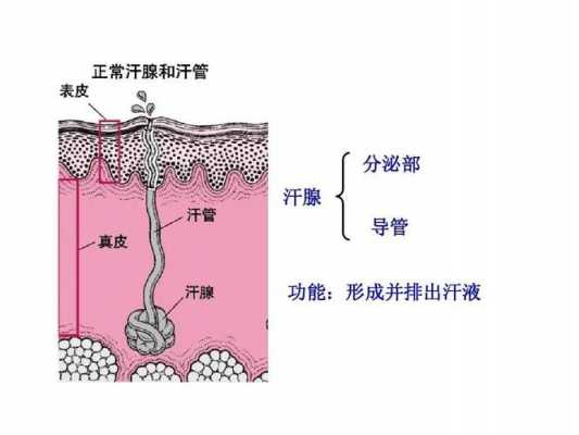 汗腺分泌过程（汗腺分泌部产生的汗液经什么排到皮肤的表面）-图3