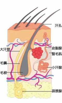 汗腺分泌过程（汗腺分泌部产生的汗液经什么排到皮肤的表面）-图1