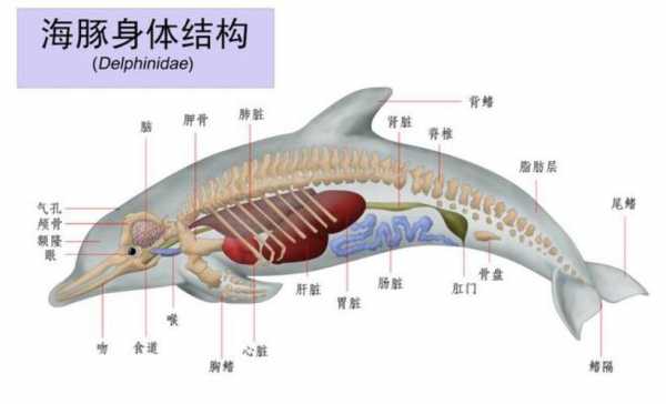 海豚的运输过程（海豚是怎样适应海里生活的）-图1