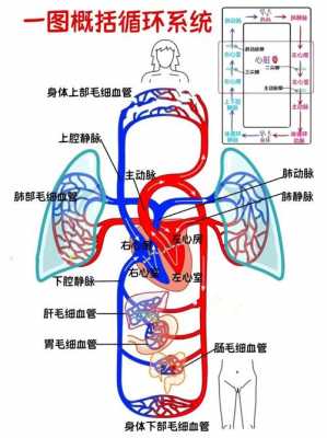 心肺泵血过程（介绍心脏泵血过程和机制）-图1