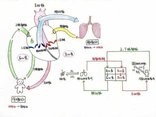 心肺泵血过程（介绍心脏泵血过程和机制）-图2