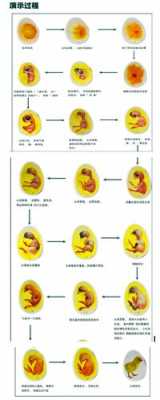 种鸡卵黄发育过程（种鸡卵黄发育过程视频）-图3
